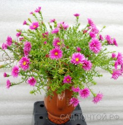 Астра кустарниковая "Элис Хэслем ", Aster dumosus "Alice Haslam"