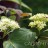 Дёрен или свидина супротивнолистный, Cornus alternifolia - Дёрен или свидина супротивнолистный, Cornus alternifolia, соцветия.
