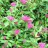 Спирея японская, Spiraea japonica - Spirea_japon_branch0r.jpg