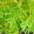 Кипарисовик горохоплодный "Филифера Криспа", Chamaecyparis pisifera "Filifera Сrispa" - Кипарисовик горохоплодный "Филифера Криспа", Chamaecyparis pisifera "Filifera Сrispa"