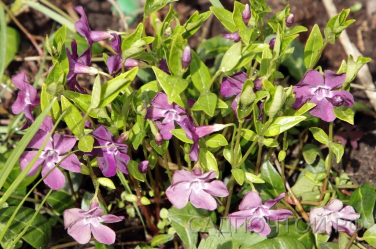 Барвинок малый, фиолетовые цветы, Vinca minor 