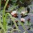 Нимфея или водяная лилия, Nymphaea, розовая - Нимфея или водяная лилия, Nymphaea, пруд