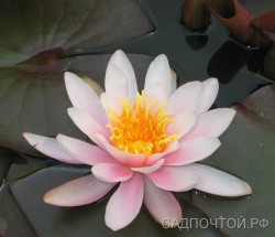 Нимфея или водяная лилия, Nymphaea, розовая