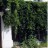 Виноград  девичий пятилисточковый, набор из 3 растений - Parthenocissus_quinquefolia_5pz.jpg