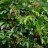 Виноград  девичий пятилисточковый, набор из 3 растений - Parthenocissus_quinquefolia_flowers43.jpg