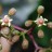 Виноград  девичий пятилисточковый, набор из 3 растений - Parthenocissus_quinquefolia_flowers_11k.jpg