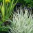 Райграс луковичный или клубеньковый пестролистный, Arrhenatherum bulbosum "Variegatum" - Райграс луковичный или клубеньковый пестролистный, Arrhenatherum bulbosum "Variegatum", слева пестрый болотный ирис.