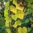 Луносемянник даурский или плющ амурский, Menispermum dahuricum - Луносемянник даурский или плющ амурский, Menispermum dahuricum. Осенняя окраска листвы.