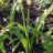 Лук парадоксальный, Allium paradoxum - Лук парадоксальный, Allium paradoxum, листья