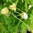 Лук парадоксальный, Allium paradoxum - Лук парадоксальный, Allium paradoxum, цветы и бульбочки