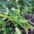 Лук парадоксальный, Allium paradoxum - Лук парадоксальный, Allium paradoxum