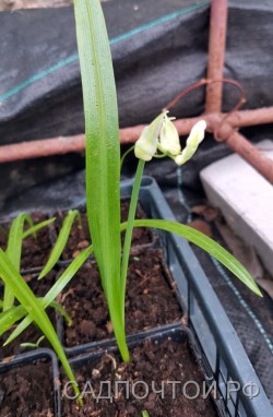 Лук парадоксальный, Allium paradoxum