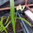 Лук парадоксальный, Allium paradoxum - Лук парадоксальный, Allium paradoxum, саженец в контейнере.