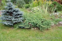 Можжевельник чешуйчатый "Блу Сведе", Juniperus squamata "Blue Swede"