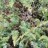 Можжевельник чешуйчатый "Блу Сведе", Juniperus squamata "Blue Swede" - Можжевельник чешуйчатый "Блу Сведе", Juniperus squamata "Blue Swede" хвоя