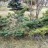 Можжевельник китайский "Меери", Juniperus chinensis "Meery" - Можжевельник китайский "Меери", Juniperus chinensis "Meery" возраст 15 лет