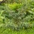 Можжевельник китайский "Меери", Juniperus chinensis "Meery" - Можжевельник китайский "Меери", Juniperus chinensis "Meery",куст. 