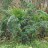 Можжевельник китайский "Меери", Juniperus chinensis "Meery" - Можжевельник китайский "Меери", Juniperus chinensis "Meery" молодой куст