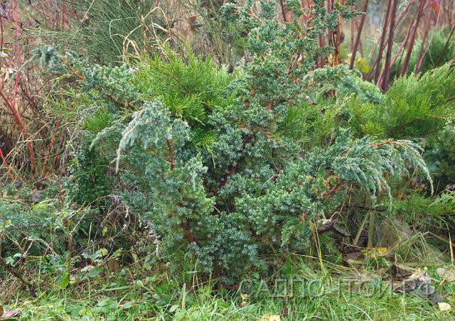 Можжевельник китайский "Меери", Juniperus chinensis "Meery"