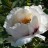 Пион древовидный Рока, белый с темно-фуксиновой серединкой , Paeonia rockii (№140) - Пион древовидный Рока, белый с темно-фуксиновой серединкой , Paeonia rockii (№140)