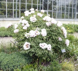 Пион древовидный Рока, белый с темно-фуксиновой серединкой , Paeonia rockii (№140)