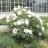 Пион древовидный Рока, белый с темно-фуксиновой серединкой , Paeonia rockii (№140) - Пион древовидный Рока, белый с темно-фуксиновой серединкой , Paeonia rockii (№140)