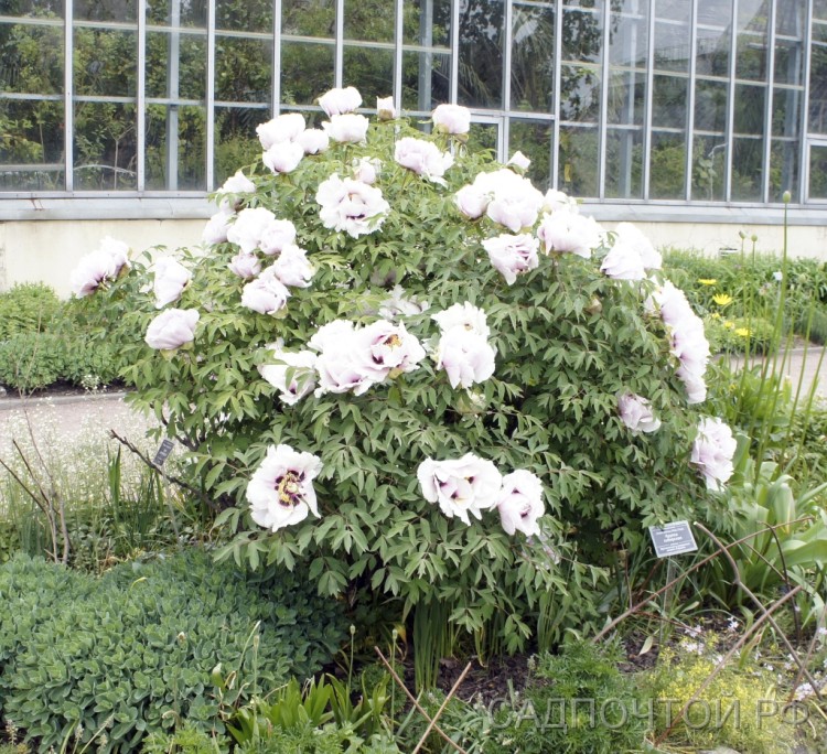 Пион древовидный Рока, белый с темно-фуксиновой серединкой , Paeonia rockii (№140) Сеянцы хорошо зимующего в Петербурге древовидного пиона с очень крупными белыми цветами с темно-фуксиновым центром.
- Невысокий кустарник, обильно цветущий в мае - июне. 
- Надземная часть не отмирает, как у травянистых пионов, а зимует, как у древесных растений.
- Высота взрослого растения до 1,5-2 метров.
- Цветы белые с темно-фуксиновой серединкой, 15-20 см.
Наше видео о древовидных пионах Рока:

    
        
            
                                        

  
