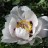 Пион древовидный Рока, белый с темно-фуксиновой серединкой , Paeonia rockii (№140) - Пион древовидный Рока, белый с темно-фуксиновой серединкой , Paeonia rockii (№140)
