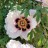 Пион древовидный Рока, белый с темно-фуксиновой серединкой , Paeonia rockii (№140) - Пион древовидный Рока, белый с темно-фуксиновой серединкой , Paeonia rockii (№140)