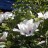 Пион древовидный Рока, белый с темно-фуксиновой серединкой , Paeonia rockii (№140) - Пион древовидный Рока, белый с темно-фуксиновой серединкой , Paeonia rockii (№140)