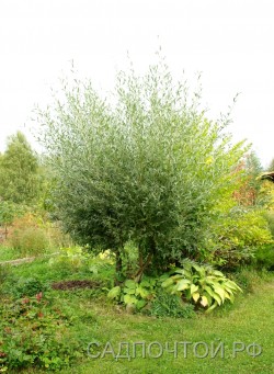 Ива лохолистная или лоховидная, Salix elaeagnos  