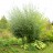 Ива лохолистная или лоховидная, Salix elaeagnos   - Ива лохолистная, Salix elaeagnos. Ива после сильной обрезки.