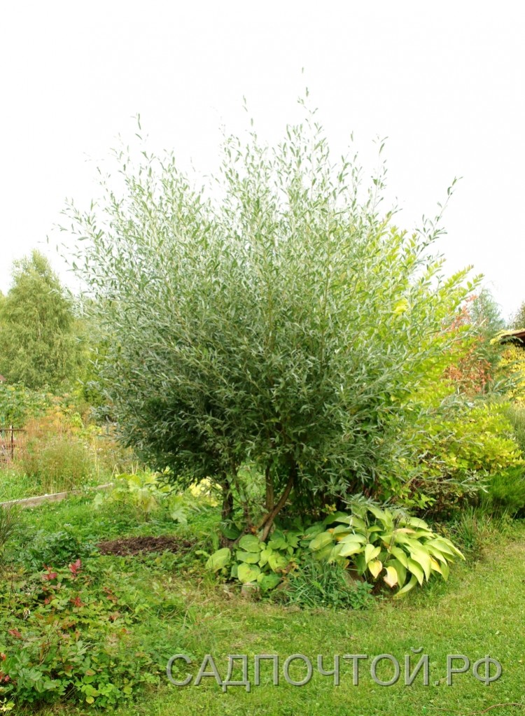 Ива лохолистная или лоховидная, Salix elaeagnos  