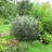 Ива лохолистная или лоховидная, Salix elaeagnos   - Ива лохолистная, Salix elaeagnos, после обрезки.