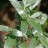 Ива лохолистная или лоховидная, Salix elaeagnos   - Ива лохолистная, Salix elaeagnos. Листья.