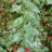 Вяз, пестролистная форма, Ulmus variegata - Вяз, пестролистная форма, Ulmus variegata, листья.