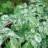 Вяз, пестролистная форма, Ulmus variegata - Вяз, пестролистная форма, Ulmus variegata