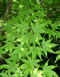 Клен дланевидный или веерный, Acer palmatum, сеянцы местной зимостойкой формы