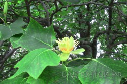 Лириодендрон тюльпанный, Liriodendron tulipifera