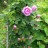 Роза (шиповник) махровая, розовые цветы - Роза (шиповник) махровая, розовые цветы, куст.