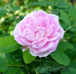 Роза (шиповник) махровая, розовые цветы