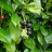 Лавровишня лекарственная, Laurocerasus officinalis - Лавровишня лекарственная, Laurocerasus officinalis, плоды.