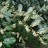 Лавровишня лекарственная, Laurocerasus officinalis - Лавровишня лекарственная, Laurocerasus officinalis, цветение.