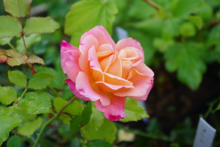 Роза махровая, сложной окраски Симпатичная роза неизвестного сорта. Приобретена в розарии ГБС как Ванила Боника, но цветущая иначе. 


