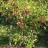 Бересклет европейский, набор из трех растений  - Euonymus_europaea 329sv.jpg
