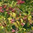 Бересклет европейский, набор из трех растений  - Euonymus_europaea_seeds2ctlz.jpg