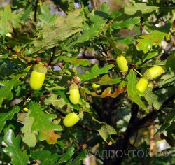 Дуб скальный, Quercus acuminata, устойчивая форма