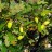 Дуб скальный, Quercus acuminata, устойчивая форма - Дуб скальный, Quercus acuminata, устойчивая форма
