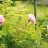 Роза парковая  "Тереза Бунье (Therese Bugnet)" - Роза парковая  "Тереза Бунье (Therese Bugnet)", цветы.