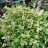 Дицентра клобучковая, Dicentra cucullaria - Дицентра клобучковая, Dicentra cucullaria